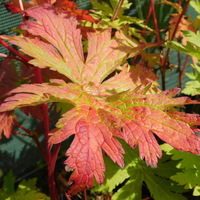 Geranium phaeum 